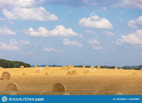 Some Round Straw Bales Lie On The Field After The Grain Harvest Stock