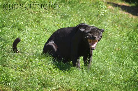 Black Jaguar 2 by liorelysia on DeviantArt