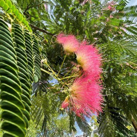 Albizia Julibrissin Ombrella Viveros Pe A Centro Jardiner A