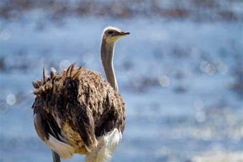 Ostrich Bird Free Stock Cc0 Photo