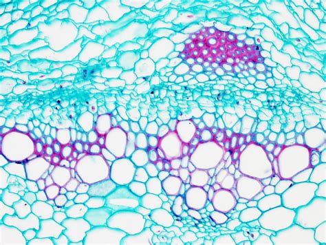 Plant tissues. Meristems. Vascular cambium. Atlas of plant and animal ...