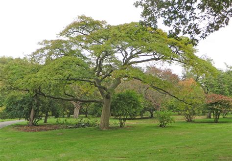 De Phellodendron Amurense Amoer Kurkboom In Het Zuiderpark