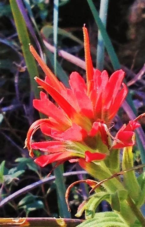 Plantfiles Pictures Castilleja Species Desert Paintbrush Martins