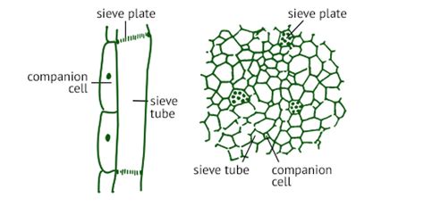 10 Difference Between Sieve Tubes And Companion Cells - VIVA DIFFERENCES