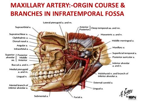 Infratemporal Fossa Boundaries