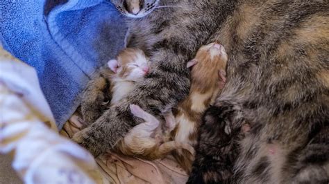 Cat Giving Birth To Kittens Youtube