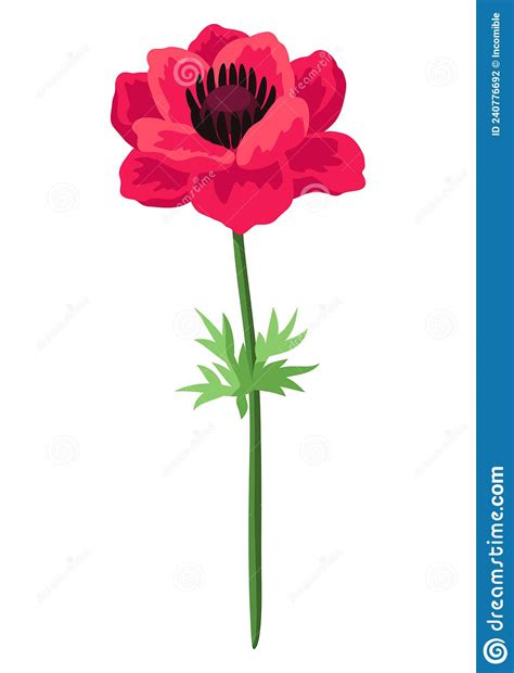 Illustration Of Anemone Flower Beautiful Decorative Spring Plant Stock