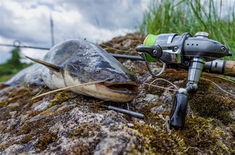 Catfishing Tips Everything You Need To Know Hookedoncatfish