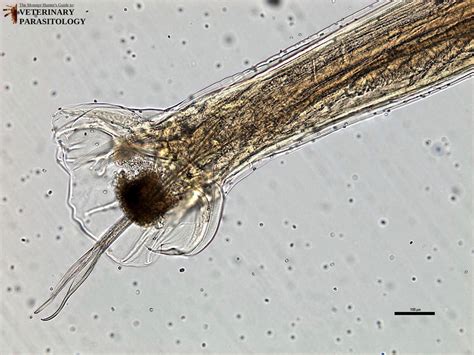 Oesophagostomum Sp Roundworms Monster Hunters Guide To Veterinary Parasitology