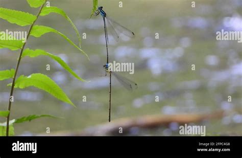 Dragonflies Mating Up Close Stock Videos Footage Hd And K Video