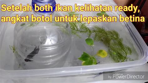 Cara Pembiakan Ikan Laga Tarra Ware