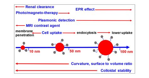 Nanoparticle Size Effects In Biomedical Applications Acs Applied Nano