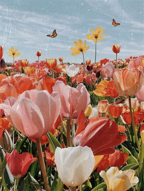 Annual Plants Tulips Aesthetic Tulips Aesthetic Tulips Garden Paper