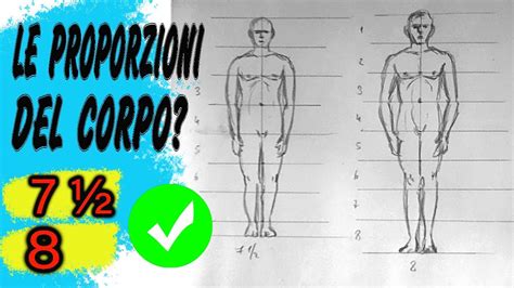 LE PROPORZIONI DEL CORPO UMANO ADULTO YouTube