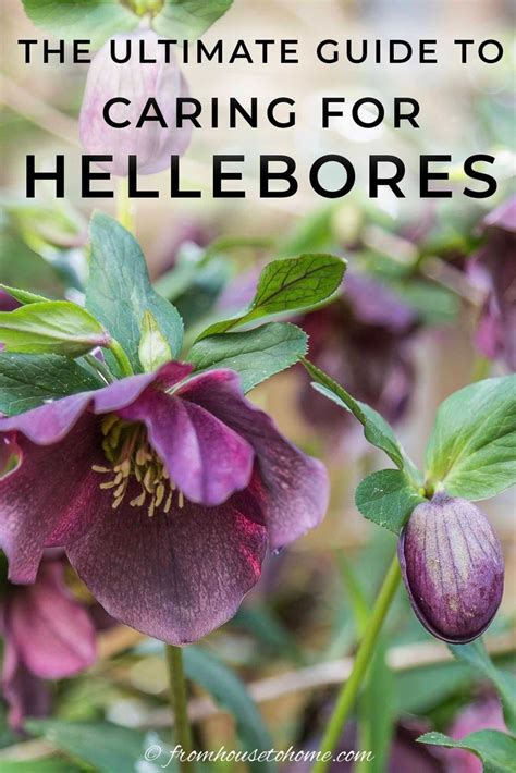 Lenten Rose Care And Planting Guide How To Grow Hellebores Lenten