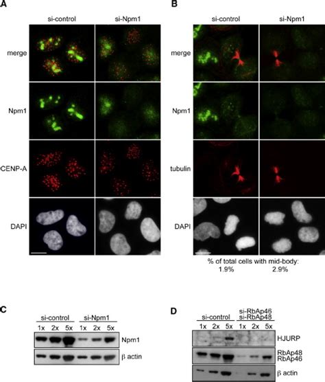 Hjurp Is A Cell Cycle Dependent Maintenance And Deposition Factor Of