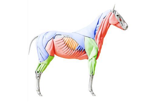 Equine Anatomy – Koper Equine