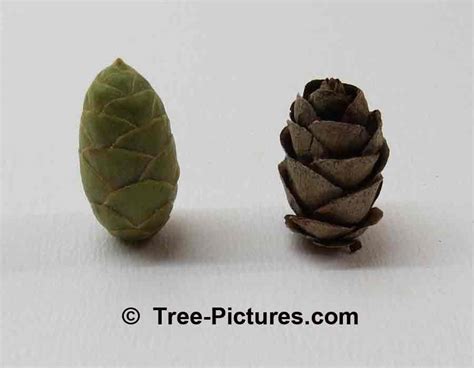 Balsam Fir Tree Cones Photo