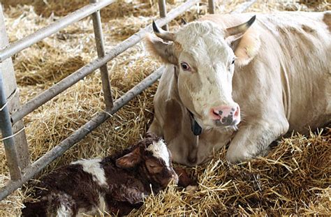 Mom Milking Son Telegraph