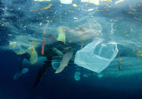 A Plastic Ocean Foundation Hong Kong