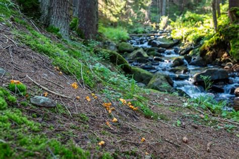 Árvores De Abeto Musgo E Belos Raios De Sol No Chão E Entre Os Galhos