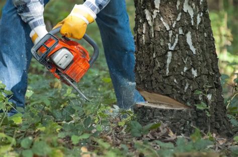 How To Safely And Correctly Cut Down A Tree With A Chainsaw Best