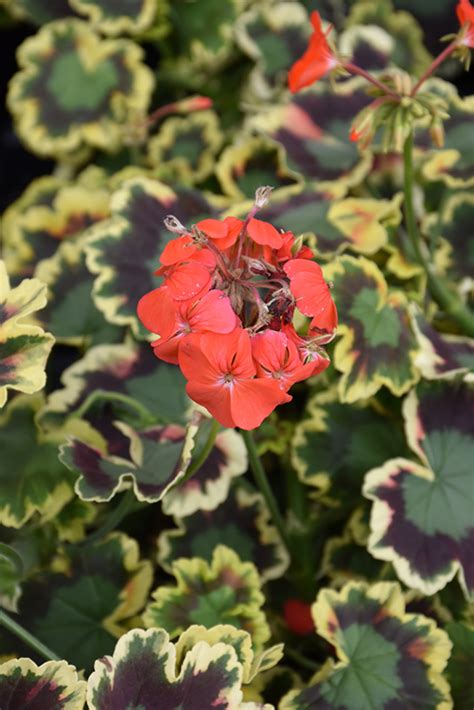 Mrs Pollock Geranium Pelargonium Mrs Pollock In San Antonio Texas Tx At Rainbow Gardens