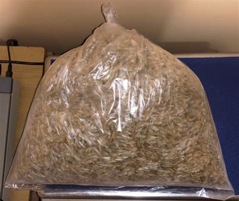 Мордовник шароголовый 500гр - "Пасека России" – интернет-магазин для ...