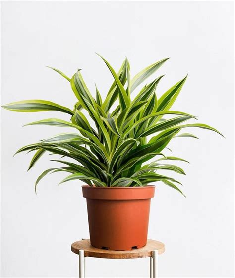 Lemon Lime Dracaena Dracaena Deremensis Lemon Lime Suppliers Lemon