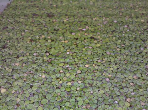 Aishah's summer research: Duckweed week (Week5)