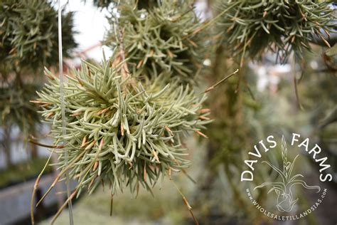 Tillandsia capillaris type 4 clumps | Davis Farms Wholesale Tillandsias