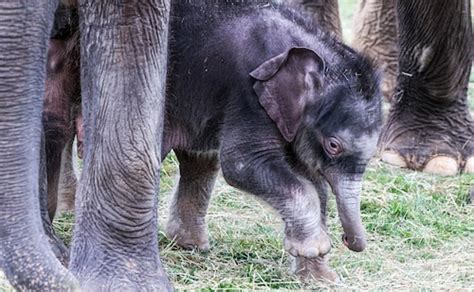 Those ‘miracle’ twin baby elephants at Syracuse zoo have grown into 650 ...