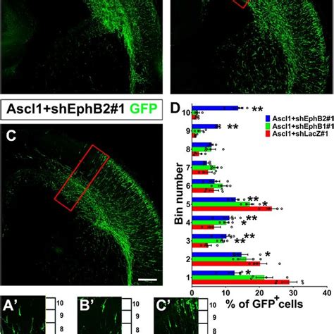 Knockdown Of Ephb1 Or Ephb2 Disrupted Tangential Migration Promoted By