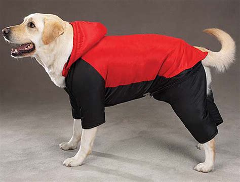 Brrr Check Out The 8 Best Dog Winter Coats