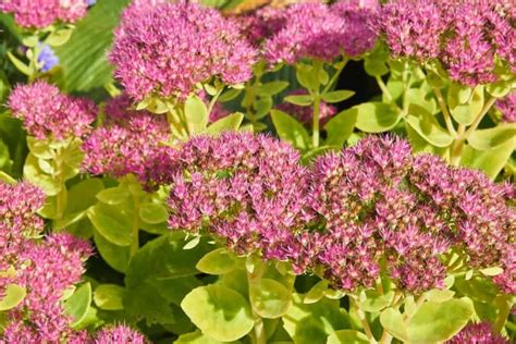 14 Of The Best Ground Cover Plants For Dry Locales