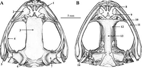 Dorsal And Ventral View Of The Skull Of Frog