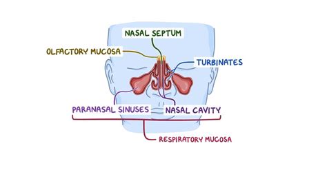 Respiratory Mucosa Diagram