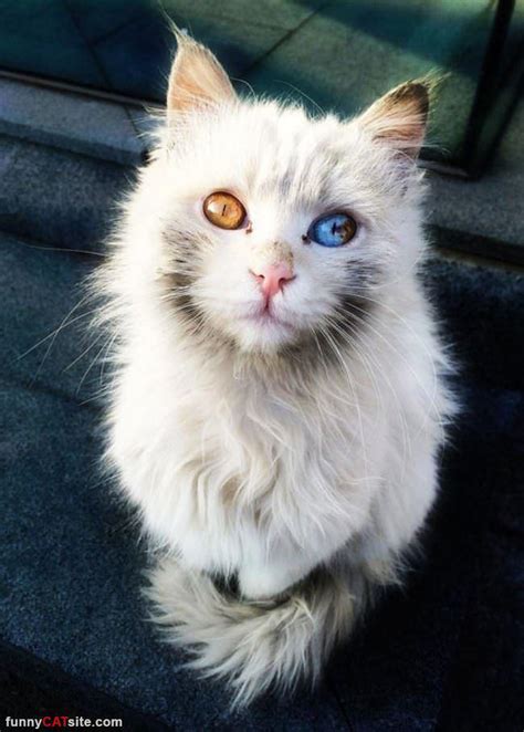 The sweetest cat with two different eye colors! : r/aww