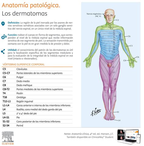 Descubre todo sobre el dermatoma qué es y cómo afecta a tu cuerpo