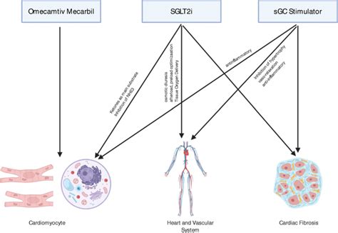 Main Targets And Cardioprotective Effects Of Novel Pharmacological