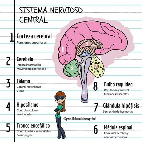 Diagrama De Sistema Nervioso