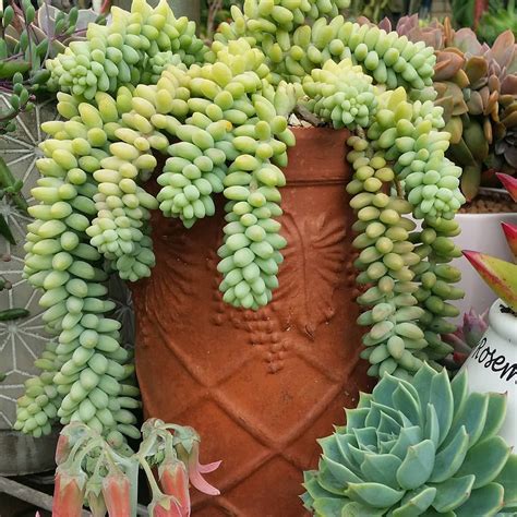 Sedum Donkeys Tail Succulent Succulents Sedum Sandy Soil