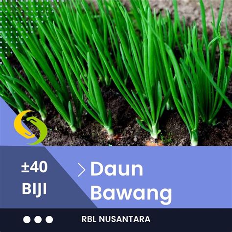 Jual Bibit Daun Bawang Loncang F Fragrant Produksi Known You Seed