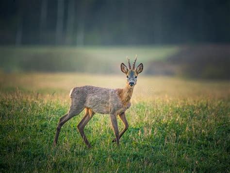 A Beautiful Portrait Of Young Adult Roe Deer Buck During Spring Sunrise