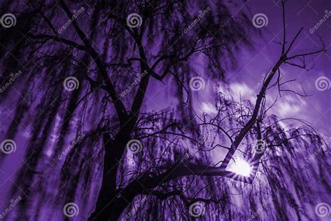 Magic Willow Tree Stock Photo Image Of Sunlight Violet 112091272