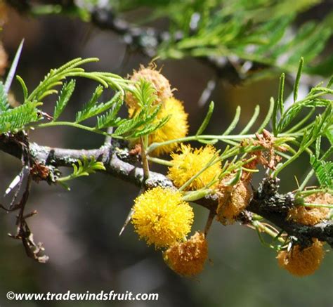 Sweet Acacia, Cassie - Acacia farnesiana - Seeds | Native plants, Seeds ...