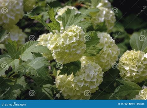 Viburnum Opulus Snowball Stock Photo Image Of Botany 117121400
