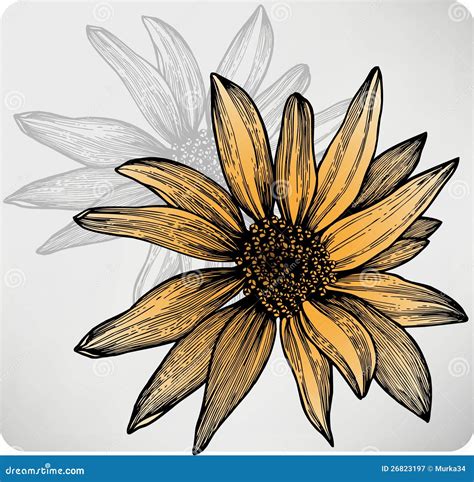 Flower Sunflower Hand Drawing Vector Stock Vector Illustration Of