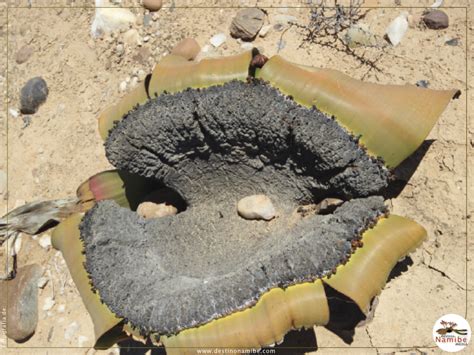 Planta Welwitschia Gigante Tômbua