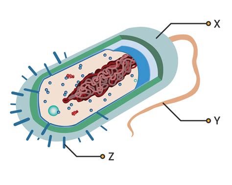 Gambar Struktur Tubuh Bakteri Homecare